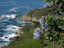 Flowers along the coast.